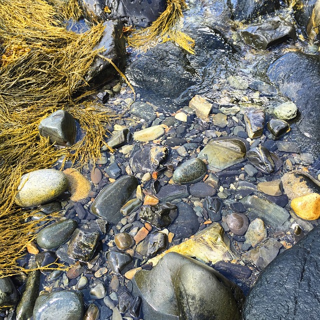 岩石 湿的 海藻 - 上的免费照片