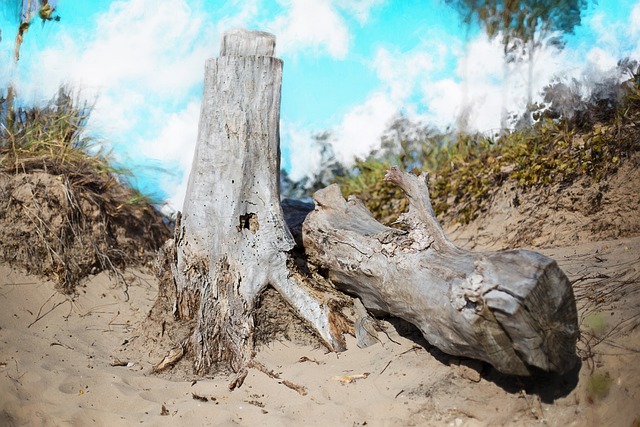漂木 海滩 木头 - 上的免费照片