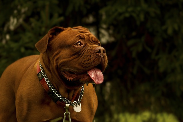 勃艮第 法语 狗 - 上的免费照片