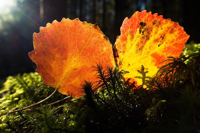 叶子 桤木 多彩多姿的 - 上的免费照片