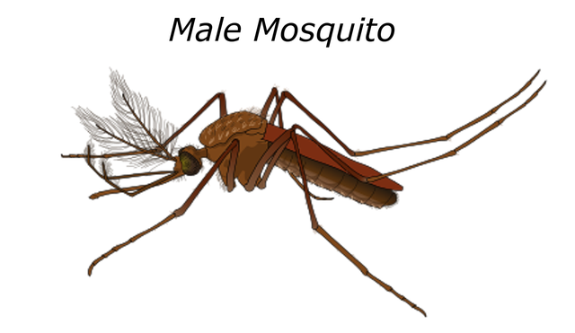 男性 蚊子 疟疾 - 上的免费图片
