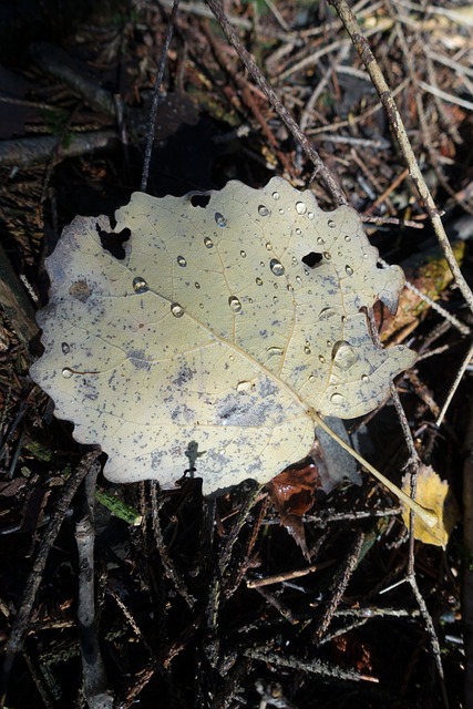叶子 桤木 水滴 - 上的免费照片