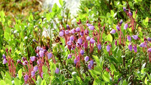 叶状蓝绿色 杜鹃花科 石南花 - 上的免费照片