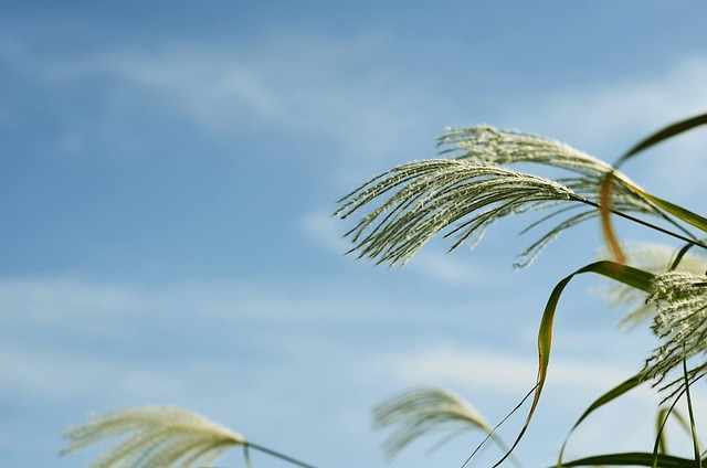 银草 秋季 植物 - 上的免费照片