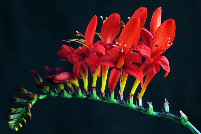 Crocosmia 路西法 石蒜 - 上的免费照片