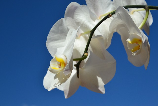 蓝天 白兰花 - 上的免费照片
