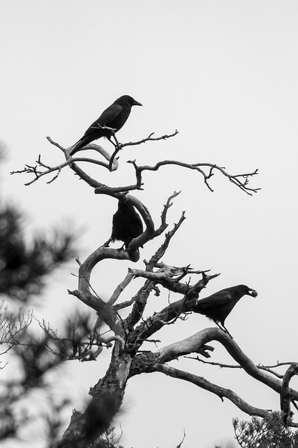 乌鸦 鸟类 冬天 - 上的免费照片