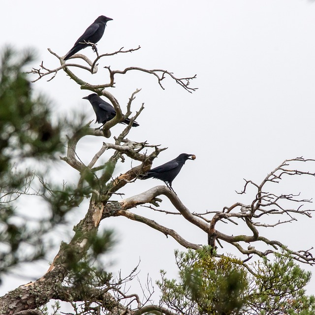 乌鸦 鸟类 冬天 - 上的免费照片