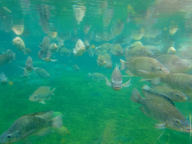 鱼 养鱼 水族馆 - 上的免费照片