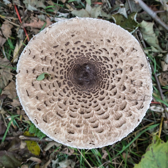 蘑菇 牛肝菌 戒指 - 上的免费照片