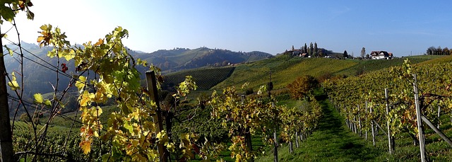 南部施蒂利亚州 施蒂里亚 葡萄酒 - 上的免费照片