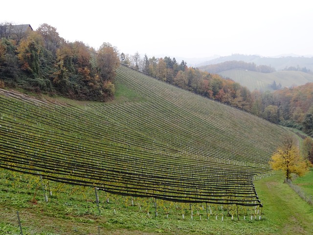 南部施蒂利亚州 葡萄酒 葡萄栽培 - 上的免费照片