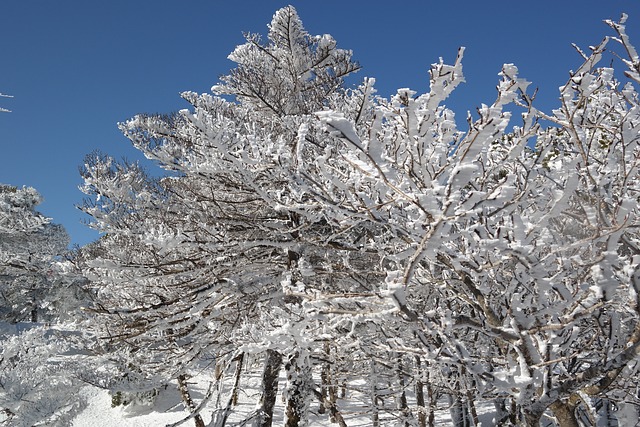 汉拉山 白雪花 济州岛 - 上的免费照片