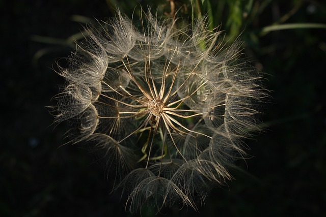 瘦果 花序 - 上的免费照片