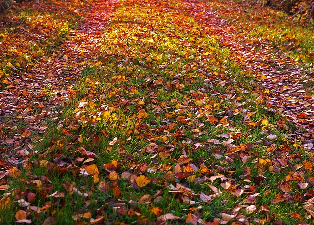 秋叶 金秋 落下 - 上的免费照片