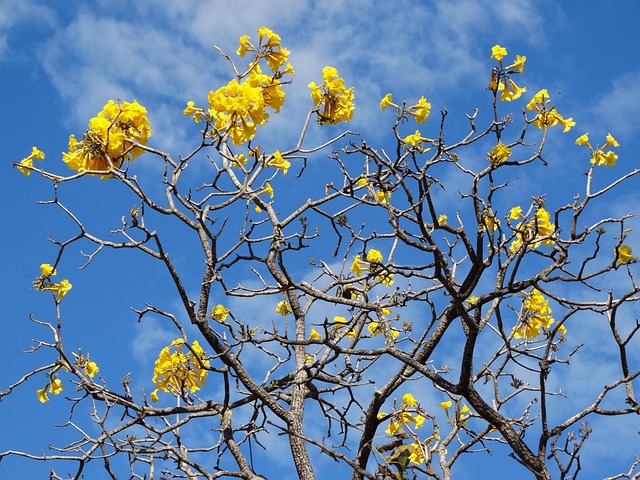 Ipê 黄色 春天 - 上的免费照片
