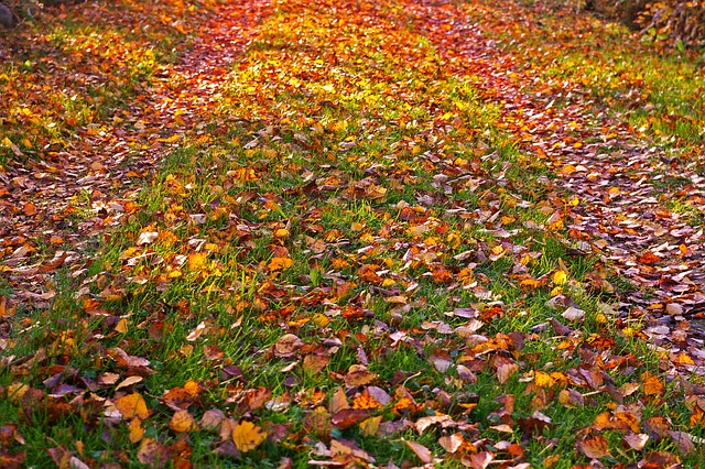 秋叶 金秋 落下 - 上的免费照片