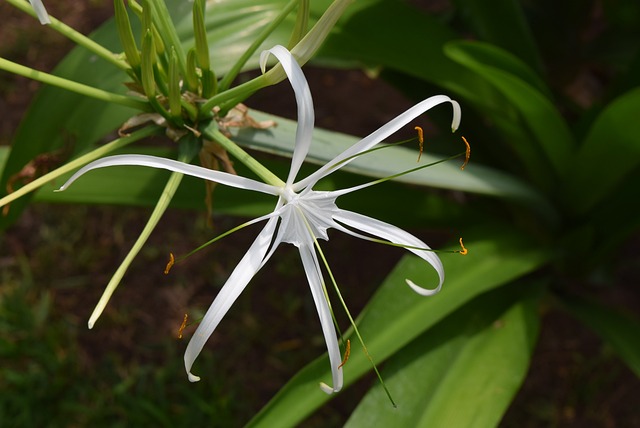 蜘蛛百合 花 - 上的免费照片