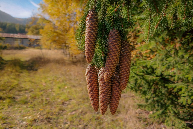 锥体 云杉 针叶树 - 上的免费照片