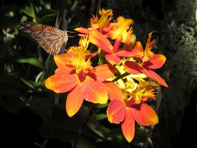 表皮 蝴蝶 兰花 - 上的免费照片