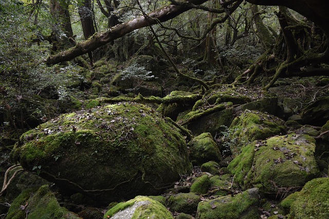 屋久岛 幽灵公主 青苔 - 上的免费照片