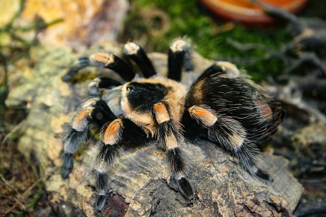 狼蛛 蜘蛛 Arachnophobia - 上的免费照片
