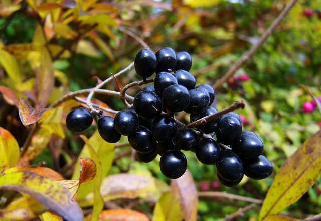 秋收 黑莓 - 上的免费照片