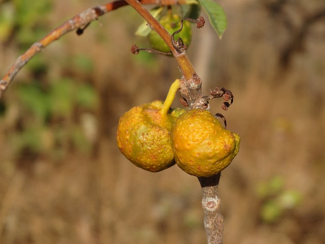稀树草原水果 婊子的乳房 自然 - 上的免费照片