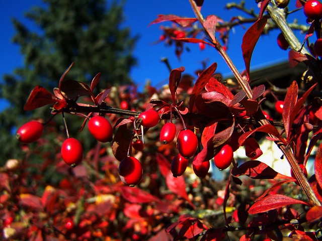 红色浆果 秋收 - 上的免费照片