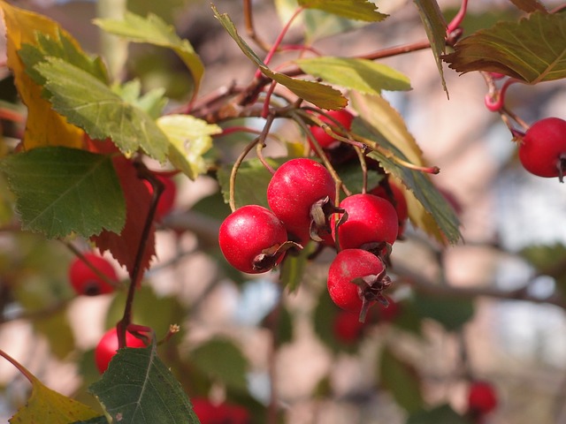 山楂 植物 浆果 - 上的免费照片