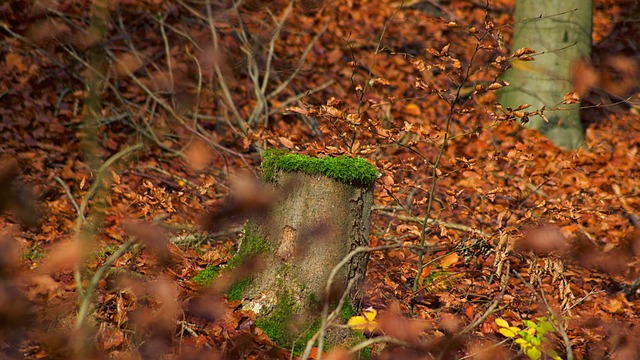 树木 自然 苔藓 - 上的免费照片