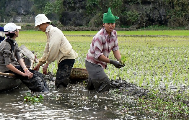 农民 越南 稻田 - 上的免费照片