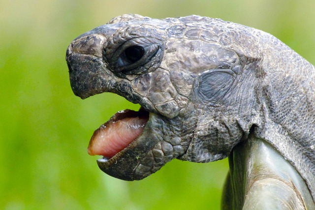 动物 龟 舌头 - 上的免费照片