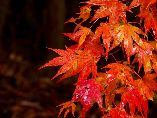 日本 熊本 南小国 - 上的免费照片