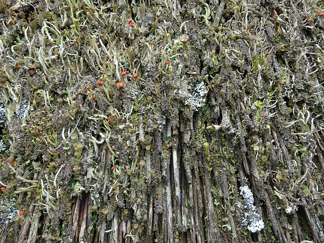 屋顶 茅草屋顶 凯尔特村 - 上的免费照片