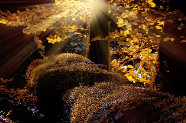 森林 树木 苔藓 - 上的免费照片