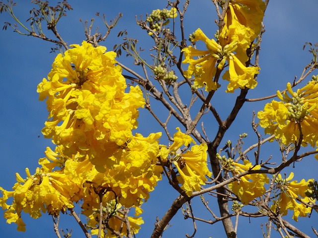 黄色花 黄色 Ipê 花朵 - 上的免费照片