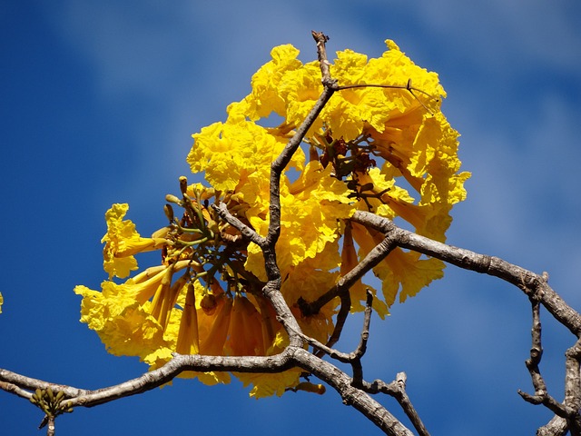 黄色 Ipê 黄色花 - 上的免费照片