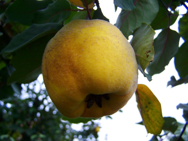 木瓜 黄色水果 - 上的免费照片