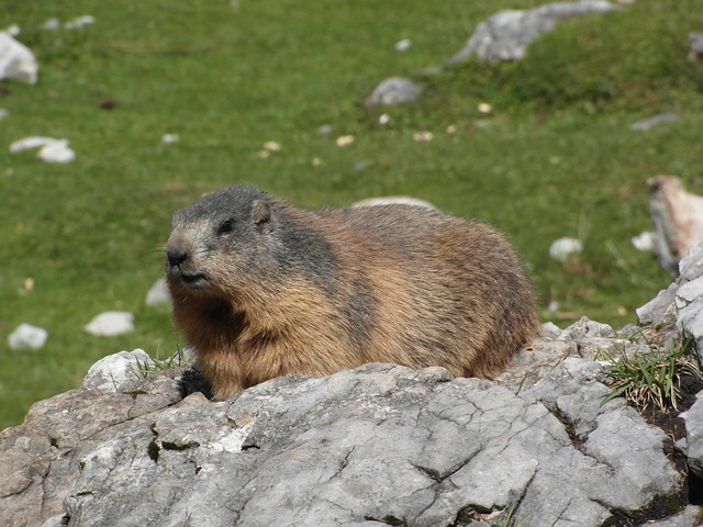 土拨鼠 阿尔卑斯山 啮齿动物 - 上的免费照片