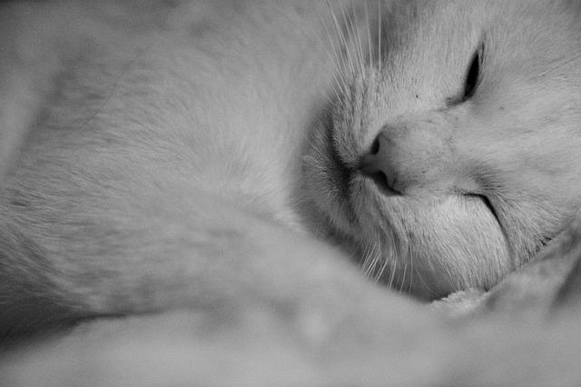 休息 侧卧 白猫 - 上的免费照片