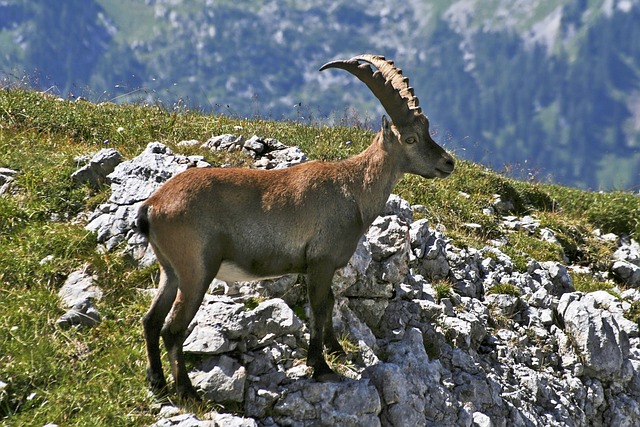 哈根山 摩羯座 高山动物 高山 - 上的免费照片