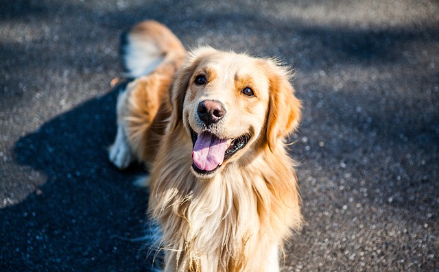 金毛寻回犬 狗 宠物 - 上的免费照片