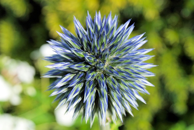 球蓟 Echinops 芽 - 上的免费照片