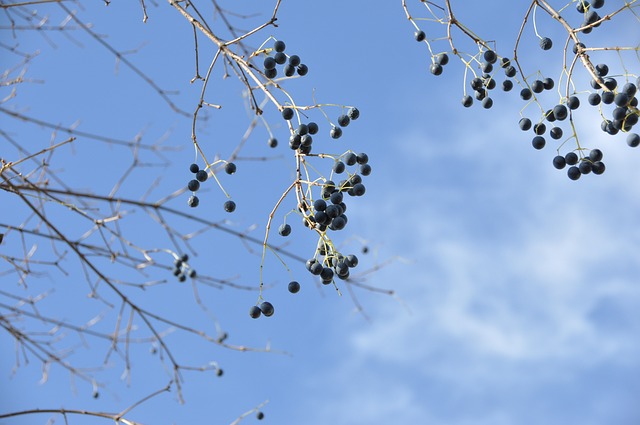 風景图 秋天 枯樹 - 上的免费照片