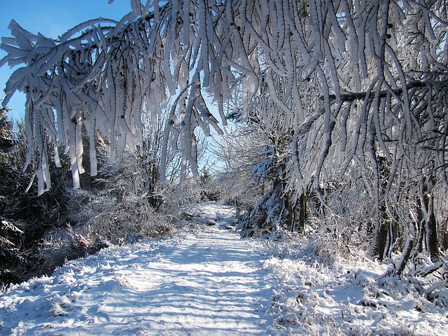 冬季 森林 雪 - 上的免费照片