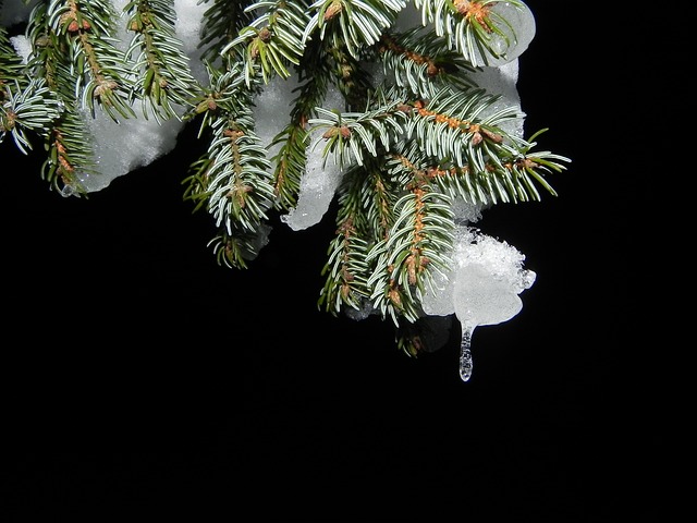 冷杉 雪 夜晚 - 上的免费照片