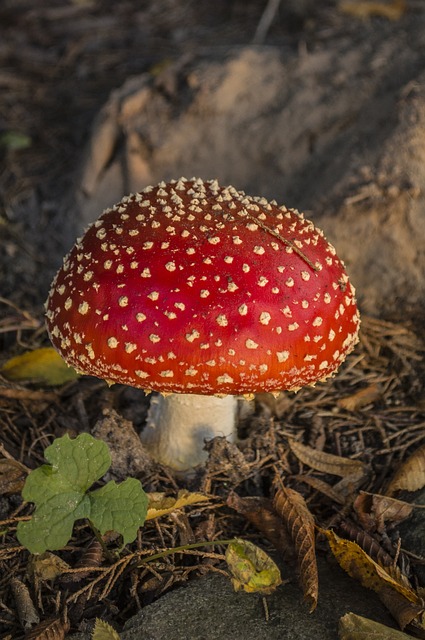 飞木耳 林 秋季 - 上的免费照片