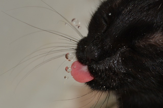 猫 水 饮用水 - 上的免费照片