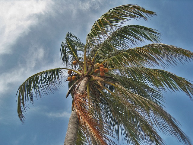 风暴中的棕榈树 佛罗里达 飓风 - 上的免费照片